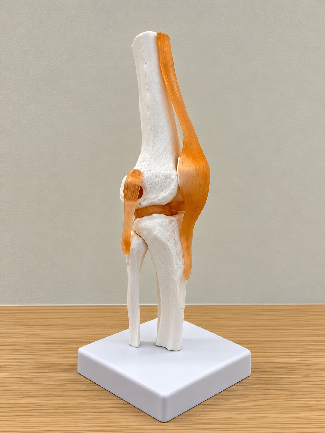 Modelo anatómico de la articulación de la rodilla en HealthyVal
