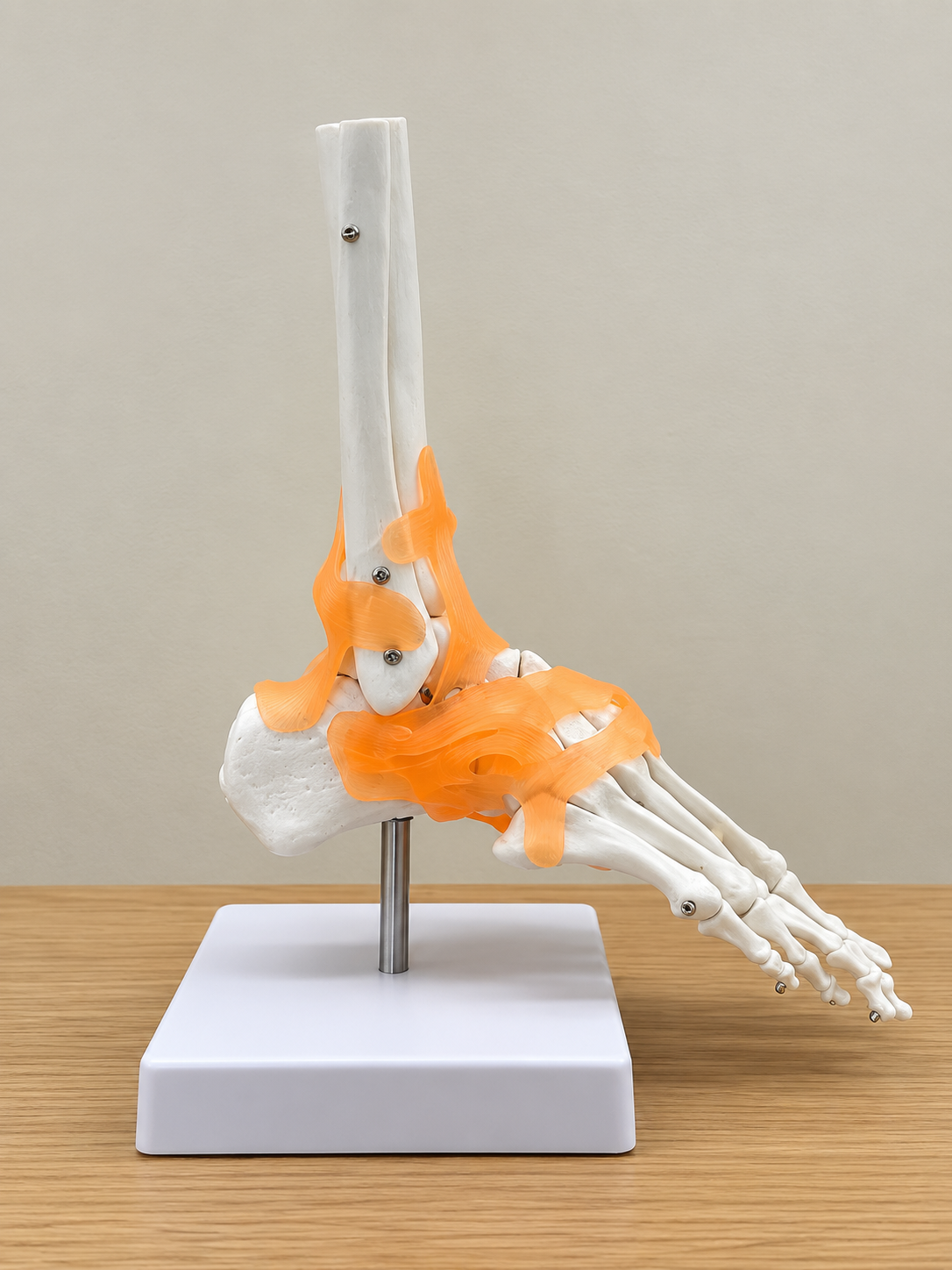 Modelo anatómico de tendones y estructuras articulares en HealthyVal